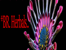 BR Herbals Jalandhar, 